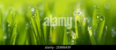 Nasses Frühlingsgrün Gras Hintergrund mit Tau Rasen natürlich. Schöne Wassertropfen funkeln in der Sonne auf Blatt im Sonnenlicht, Bild von Reinheit und Frische der Natu Stockfoto