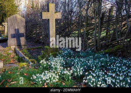 Schneeglöckchen in Clifton Cemetery, Ashbourne, Derbyshire Stockfoto