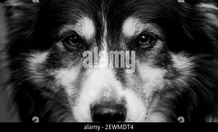 Border Collie Portrait mit negativem Raum Stockfoto