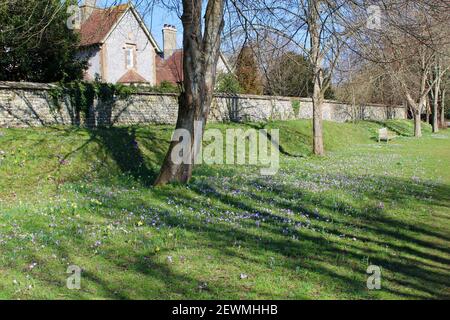 Crocus-Glühbirnen entlang einer grasbewachsenen Bank im Schatten der West Dean Gardens, Chichester, Stockfoto