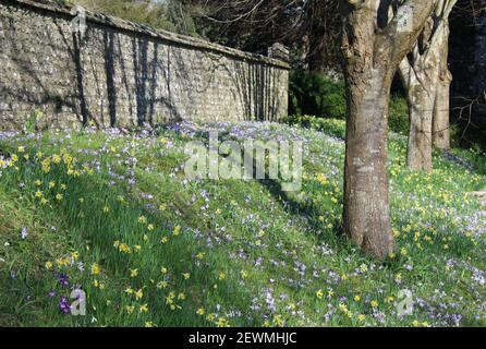 Frühlingszwiebelanzeige in den West Dean Gardens Stockfoto