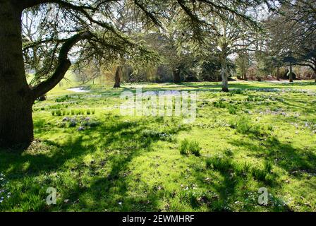 Frühlingszwiebelanzeige in den West Dean Gardens Stockfoto