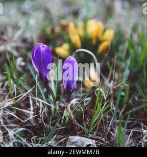 Krokus, Krokusse oder Plural croci ist eine Gattung von Blütenpflanzen in der iris Familie. Eine einzelne Krokus, ein paar Krokusse, einer Wiese voller Krokusse, c Stockfoto