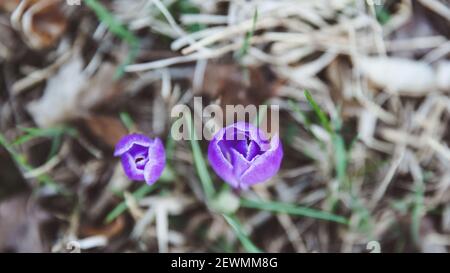 Krokus, Krokusse oder Plural croci ist eine Gattung von Blütenpflanzen in der iris Familie. Eine einzelne Krokus, ein paar Krokusse, einer Wiese voller Krokusse, c Stockfoto