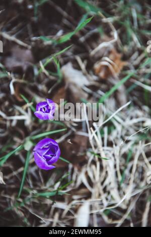 Krokus, Krokusse oder Plural croci ist eine Gattung von Blütenpflanzen in der iris Familie. Eine einzelne Krokus, ein paar Krokusse, einer Wiese voller Krokusse, c Stockfoto