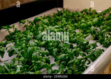 Anbau von Basilikum und Kräutern im hydroponischen System, Samenkapseln aus Steinwolle. Veganes und gesundes Esskonzept. Sprouted Samen, Micro Greens. Stockfoto