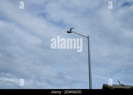 Zwei Magpie-Gans, Anseranas semipalmata, in städtischer Umgebung, in Darwin, Australien Stockfoto