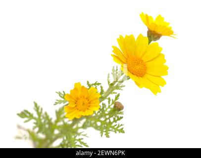 Flora von Gran Canaria - blühende gelbe Glebionis coronaria aka Girlande Chrysantheme isoliert auf weißem Hintergrund Stockfoto