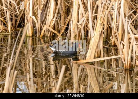 Moorhen (Gallinula chloropus) auf Wasser in einem Schilfbett, South Lanarkshire, Schottland Stockfoto