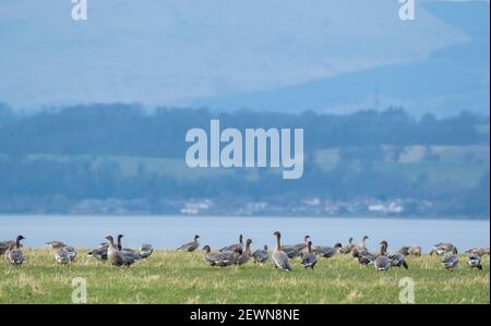 Ein Schwarm pinkfooted Gänse Futter auf Ackerland neben dem Firth of Forth in der Nähe von Blackness, West Lothian, Schottland. Stockfoto