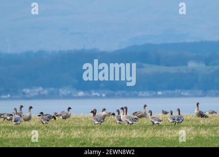 Ein Schwarm pinkfooted Gänse Futter auf Ackerland neben dem Firth of Forth in der Nähe von Blackness, West Lothian, Schottland. Stockfoto