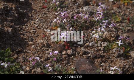 Flora von Gran Canaria - Matthiola bolleana, Kanarische Stockblume, endemisch auf den Kanarischen Inseln, sehr niedrig wachsende Exemplare, die auf einem windigen Hügel wachsen Stockfoto
