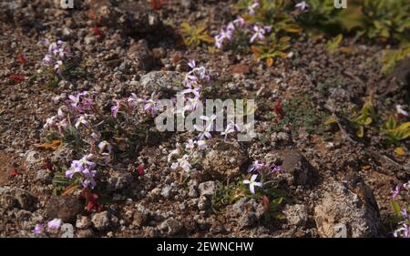 Flora von Gran Canaria - Matthiola bolleana, Kanarische Stockblume, endemisch auf den Kanarischen Inseln, sehr niedrig wachsende Exemplare, die auf einem windigen Hügel wachsen Stockfoto