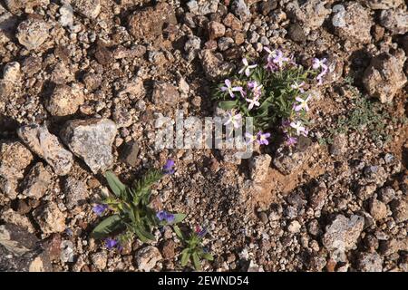Flora von Gran Canaria - Matthiola bolleana, Kanarische Stockblume, endemisch auf den Kanarischen Inseln, sehr niedrig wachsende Exemplare, die auf einem windigen Hügel wachsen Stockfoto