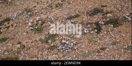 Flora von Gran Canaria - Matthiola bolleana, Kanarische Stockblume, endemisch auf den Kanarischen Inseln, sehr niedrig wachsende Exemplare, die auf einem windigen Hügel wachsen Stockfoto