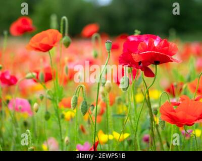 Nahaufnahme von gemischten Mohnblumen mit Knospen und Samenschoten Ein Sommergarten Stockfoto