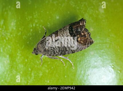 Adulte Apfelschlinge (Cydia pomonella) ein großer Schädling von Früchten wie Äpfeln und Birnen auf der Oberfläche eines Apfels, Südafrika, Februar Stockfoto
