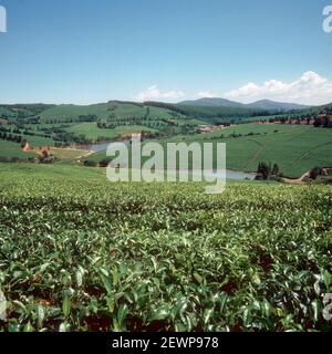Hügelige Landschaft mit Seen und Teeplantagen an einem schönen Tag im Low VELDT, Transvaal, Südafrika, Februar Stockfoto