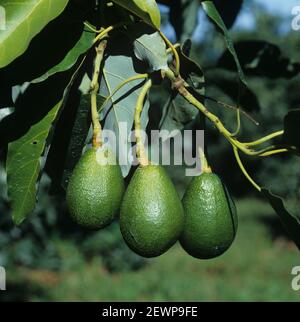 Reife Avocadofrucht (Persea americana), die an langen Stielen am Baum hängt, Transvaal, Südafrika, Februar Stockfoto