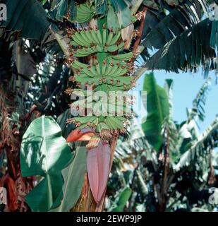 Unreifer Bananenstrauß (Muda x paradiasiaca) mit männlicher Blüte unten, Transvaal, Südafrika, Februar Stockfoto