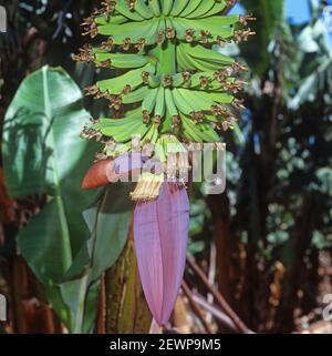 Unreifer Bananenstrauß (Muda x paradiasiaca) mit männlicher Blüte unten, Transvaal, Südafrika, Februar Stockfoto