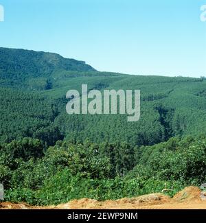 Ausgedehnte Rosengummi oder überflutete Gummibaum (Eucalyptus grandis) Plantage, die Hügel bedeckt und natürlichen Lebensraum ersetzt, Transvaal, Südafrika Stockfoto