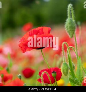 Nahaufnahme einer Mohnblume mit leuchtend roten Blütenblättern und Knospen in einem Sommergarten Stockfoto