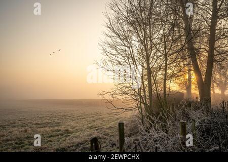 Schöne neblige Winterdämmerung bricht über Landschaft Naturschutzgebiet mit wilden Vögeln fliegen in den Himmel. Frost auf Gras der Wiese und goldenes Sonnenlicht Stockfoto