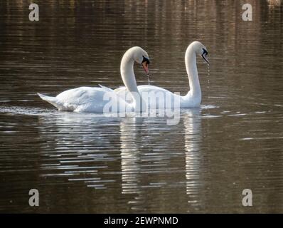 Ein Paar Mute Swans (Cygnus olor) auf einem Teich Livingston, West Lothian, Schottland. Stockfoto