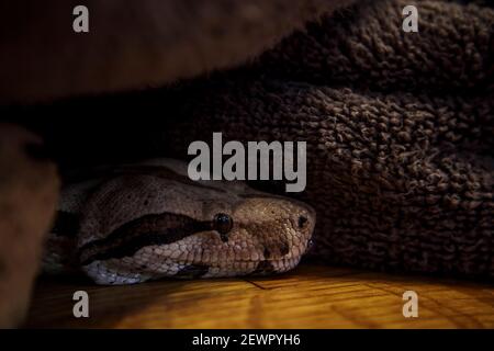 Roter Schwanz BOA constrictor unter einer Decke auf einem hölzernen Nahaufnahme des Bodens Stockfoto