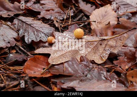 Eiche Apfel oder Eiche Galle ist eine Art von Galle Verursacht durch Gallenwespe Stockfoto