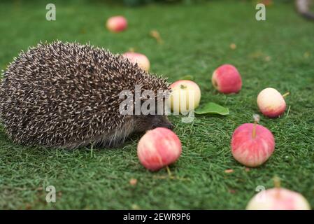 Igel auf dem Hintergrund von grünem Gras Stockfoto