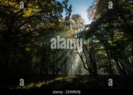 Sonnenlicht, das an einem nebligen Herbsttag durch die Blätter eines Laubwaldes scheint, farbige Blätter, Wien (Österreich) Stockfoto