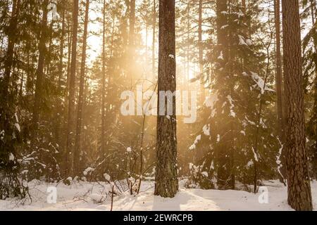 Sonne scheint durch schneebedeckten Winterwald Stockfoto