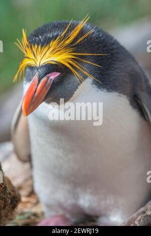 Nahaufnahme eines Makkaroni-Pinguins (Eudyptes chrysolophus), Ostfalkland, Falklandinseln, Südamerika Stockfoto