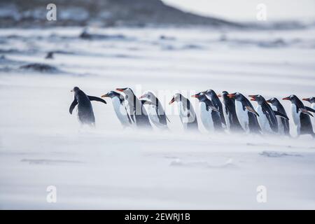 Gentoo Pinguine (Pygocelis papua papua) Wandern am Strand, Sea Lion Island, Falkland Islands, Südamerika Stockfoto