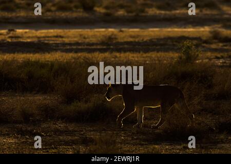 Löwin (Panthera Leo), Kgalagadi Transfrontier Park, Südafrika, Afrika Stockfoto