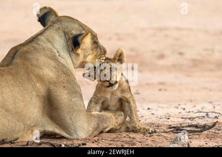 Löwin (Panthera leo) Pflege Junge, Kgalagadi Transfrontier Park, Südafrika, Afrika Stockfoto