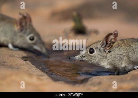 Eastern Rock Elephant Shrews (Elephantulus myurus) trinken, Tuli Game Reserve, Botswana, Afrika Stockfoto