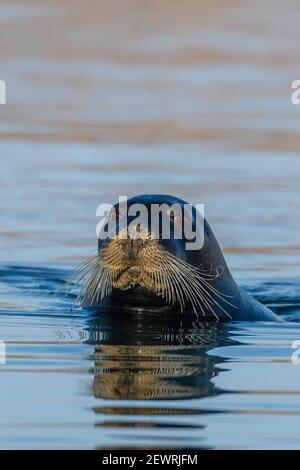 Neugierige Bartrobbe (Erignathus barbatus), Schwimmen in Makinson Inlet, Ellesmere Island, Nunavut, Kanada, Nordamerika Stockfoto