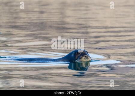 Neugierige Bartrobbe (Erignathus barbatus), Schwimmen in Makinson Inlet, Ellesmere Island, Nunavut, Kanada, Nordamerika Stockfoto