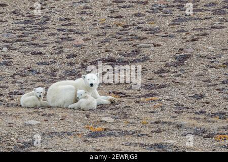 Eisbärmutter mit zwei Jungen des Jahres (Ursus maritimus), Makinson Inlet, Ellesmere Island, Nunavut, Kanada, Nordamerika Stockfoto