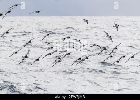 Kapsturmvögel (Daption capense), im Flug in der Drake Passage, Antarktis, Polarregionen Stockfoto