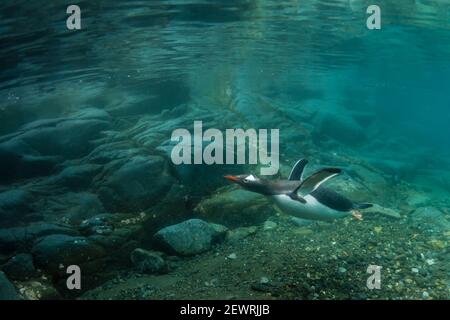 Gentoo Pinguine (Pygoscelis papua), Schwimmen unter Wasser in Port Lockroy, Antarktis, Polarregionen Stockfoto