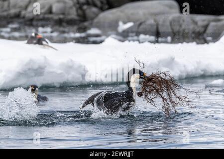 Antarktische Fetzen (Leucocarbo bransfieldensis), die mit Nistmaterial in Port Lockroy, Antarktis, Polarregionen fliegen Stockfoto