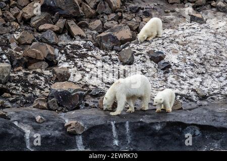 Eine Mutter Eisbär (Ursus maritimus), mit zwei Jungen des Jahres auf Nahrungssuche in Cape Brewster, Grönland, Polarregionen Stockfoto