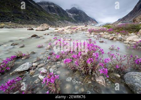 Flussschönheiten (Zwergfeuerkraut) säumen den Rand eines Schmelzwasserflusses vom Igdlorsuit Gletscher, Prins Christian Sund, Grönland, Polarregionen Stockfoto