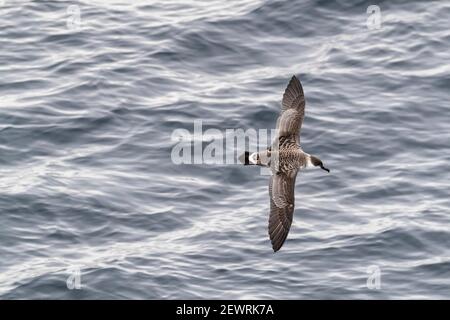 Große Shearwater (Ardenna gravis), im Flug über ein ruhiges Meer entlang der Ostküste Grönlands, Polarregionen Stockfoto