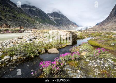 Flussschönheiten (Zwergfeuerkraut) säumen den Rand eines Schmelzwasserflusses vom Igdlorsuit Gletscher, Prins Christian Sund, Grönland, Polarregionen Stockfoto