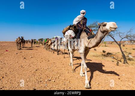 Camel carawan in der UNESCO-Weltkulturerbe, Air Mountains, Niger, Afrika Stockfoto